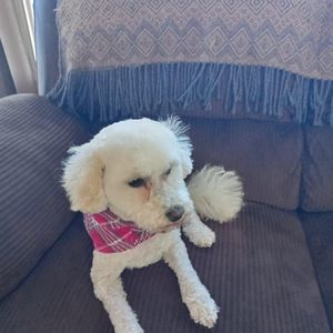 Meet your Posher, Madeline